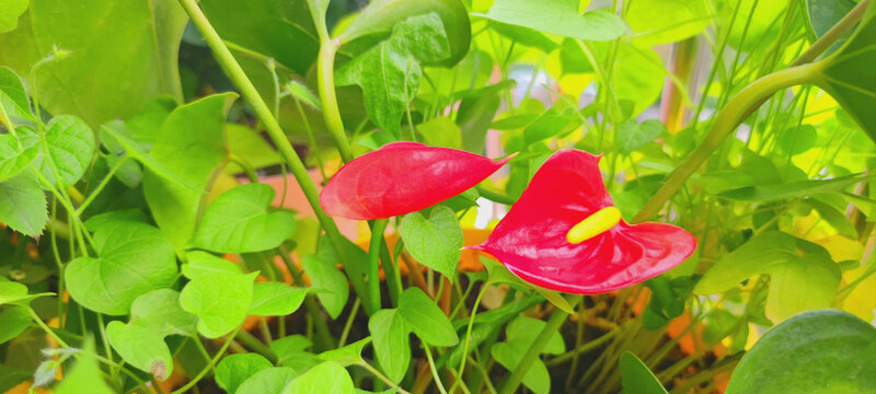红掌花