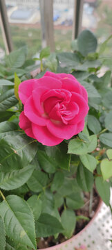月季花