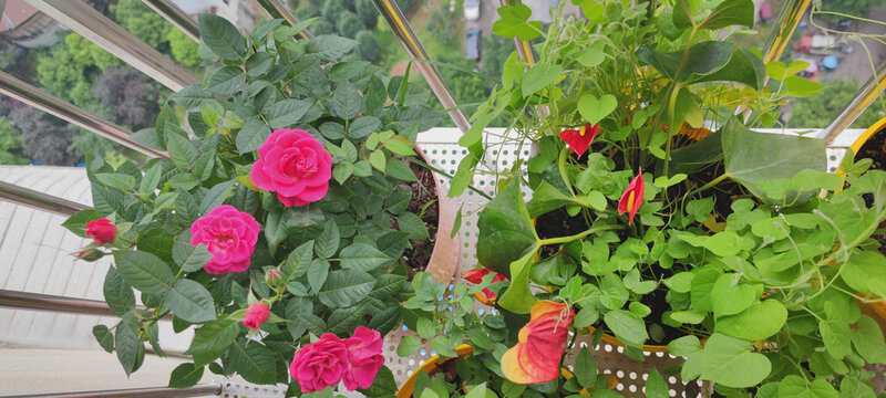 月季花