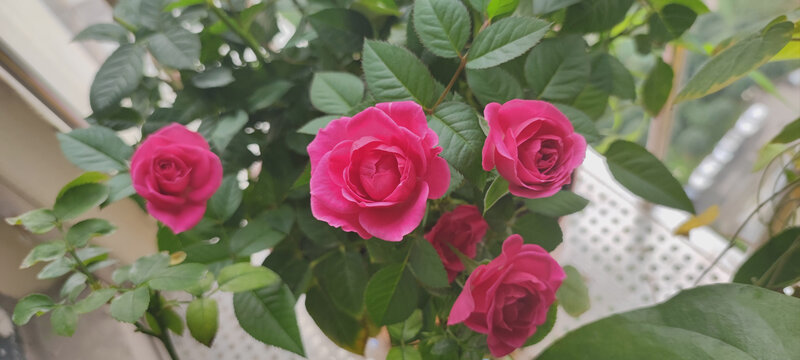 月季花