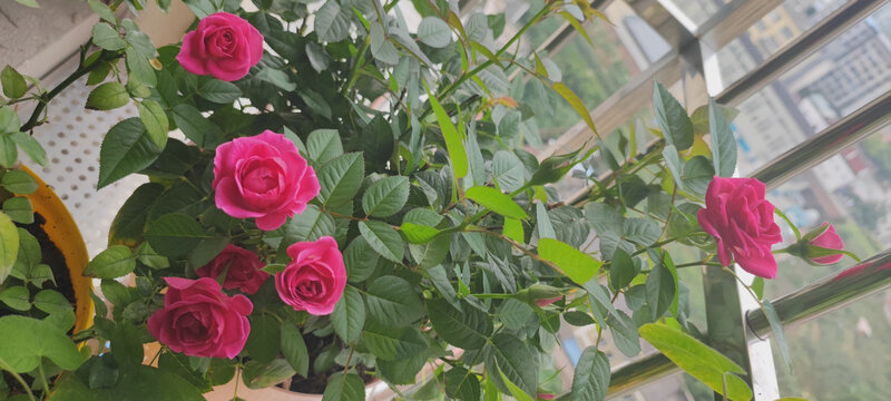 月季花