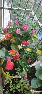 月季花