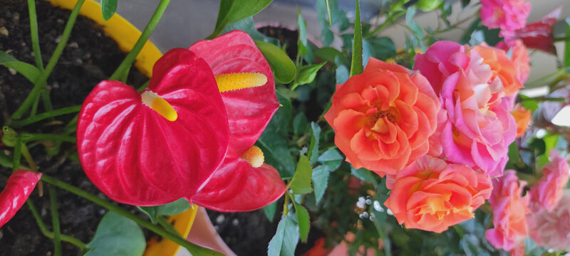 月季花