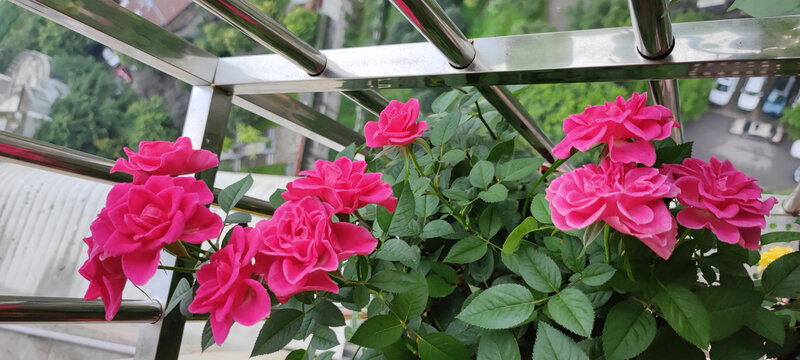 月季花