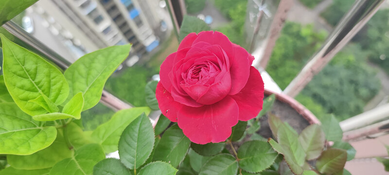 月季花