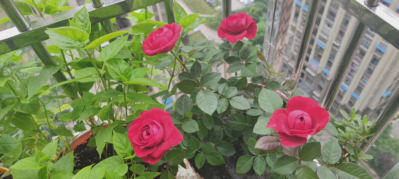 月季花