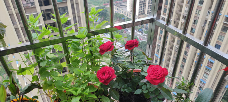 月季花