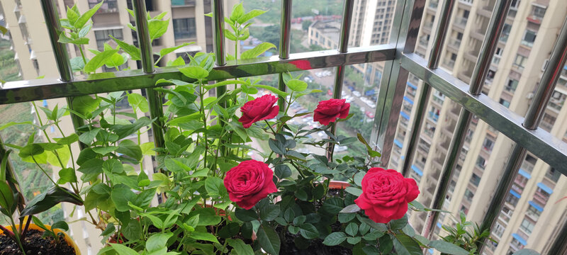 月季花