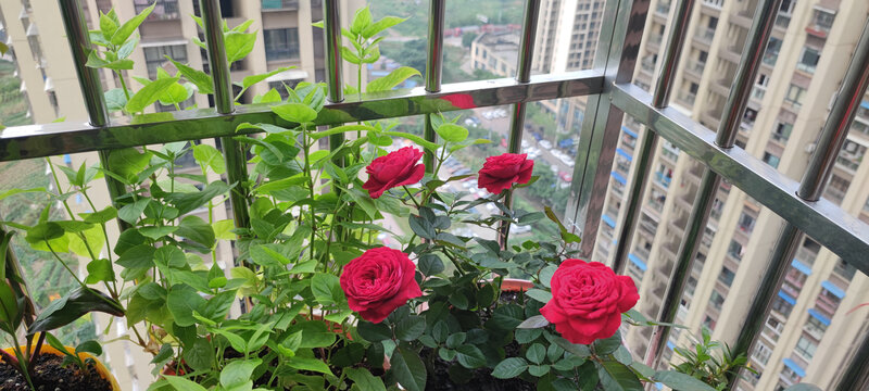 月季花