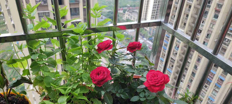 月季花