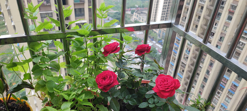 月季花