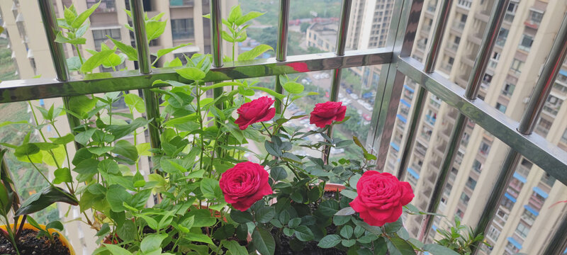 月季花