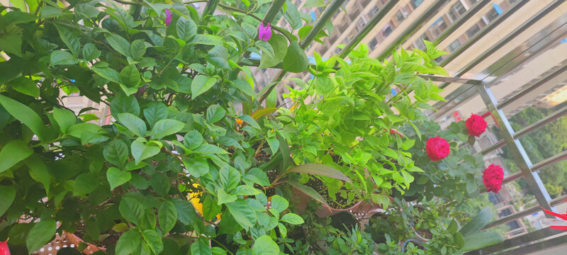 月季花