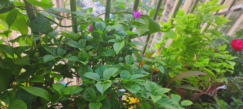 月季花