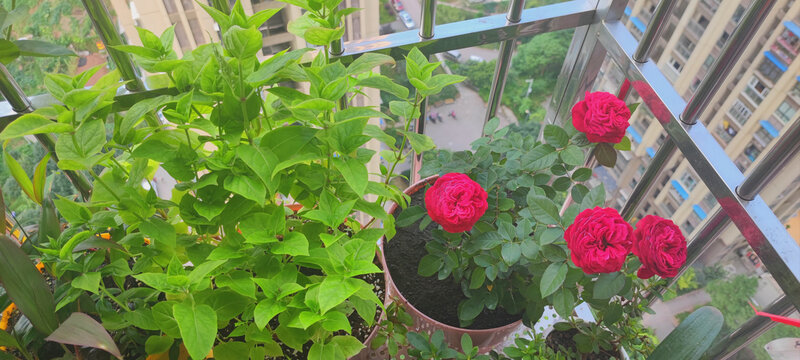 月季花