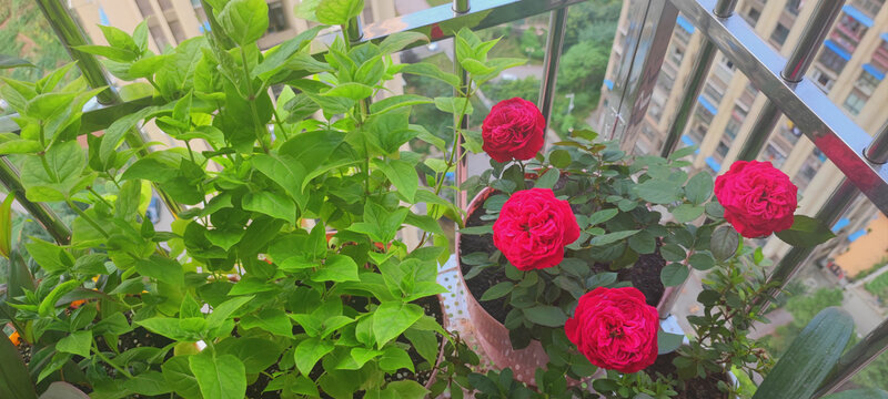 月季花