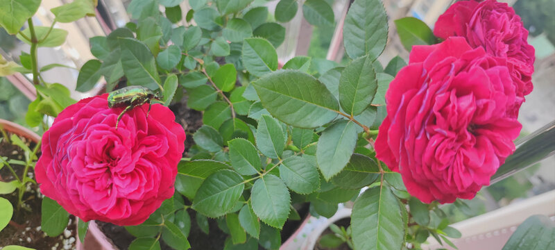 月季花