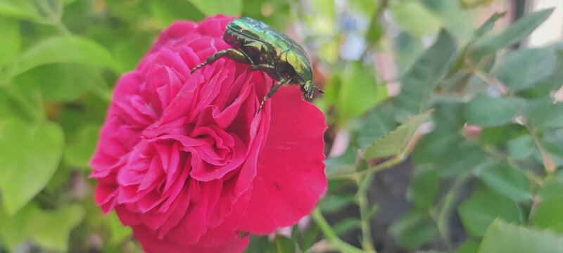 月季花