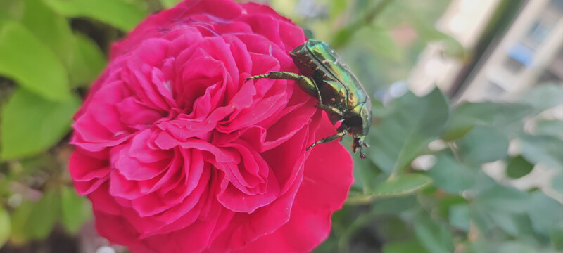 月季花