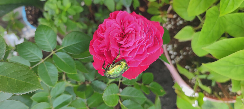 月季花