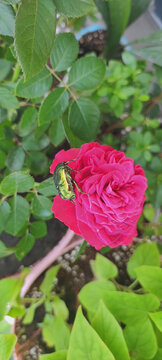 月季花