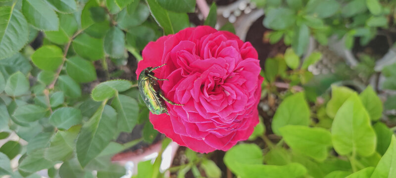 月季花