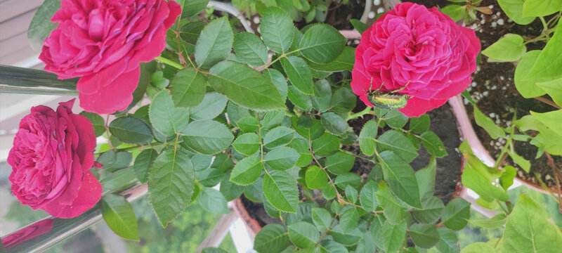 月季花