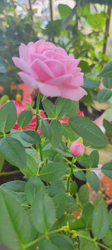 月季花