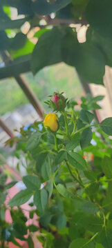 月季花