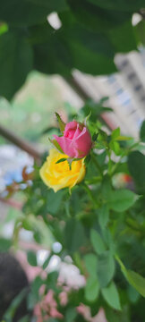 月季花