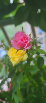 月季花