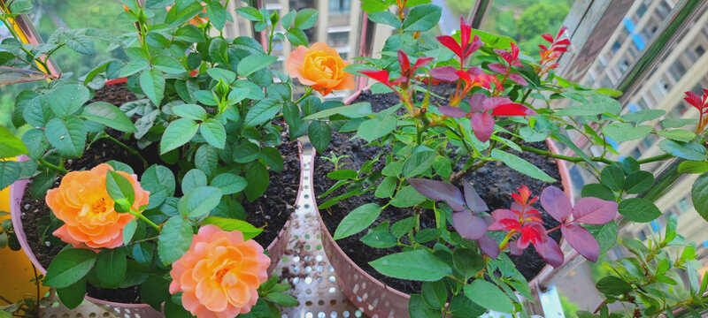 月季花