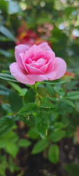 月季花