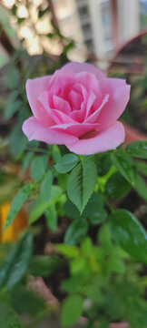 月季花