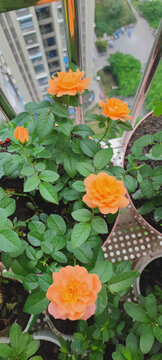 月季花