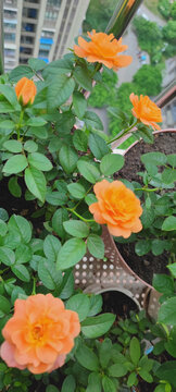 月季花