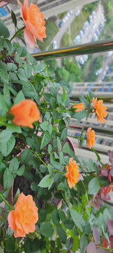 月季花