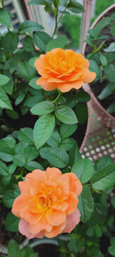 月季花