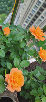 月季花