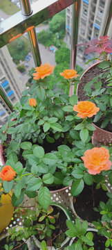 月季花