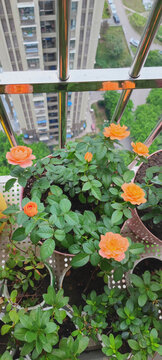 月季花