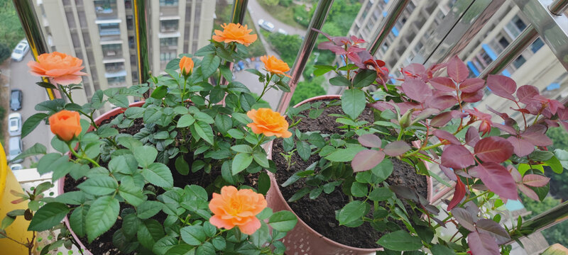 月季花