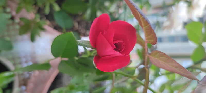 月季花