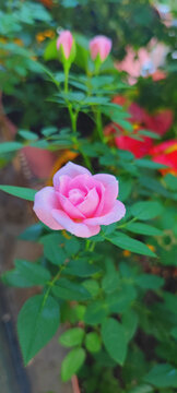 月季花