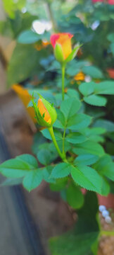 月季花