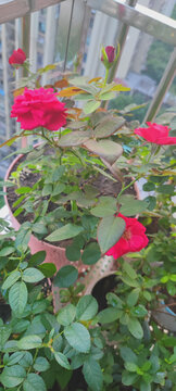 月季花