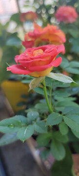 月季花