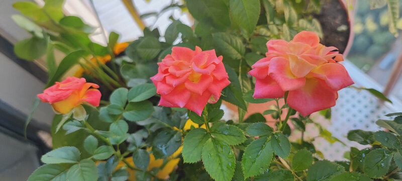 月季花
