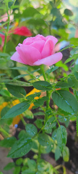 月季花