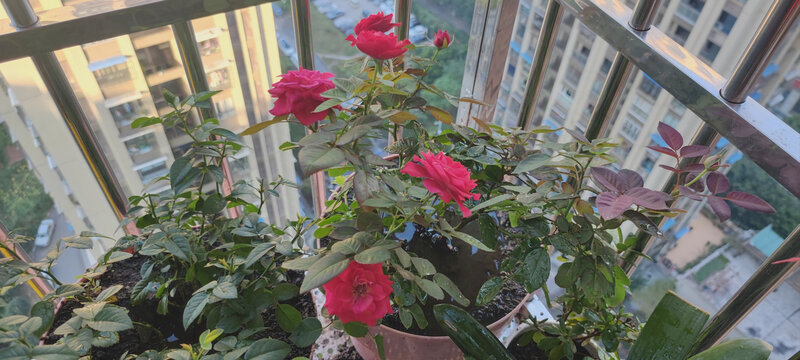 月季花